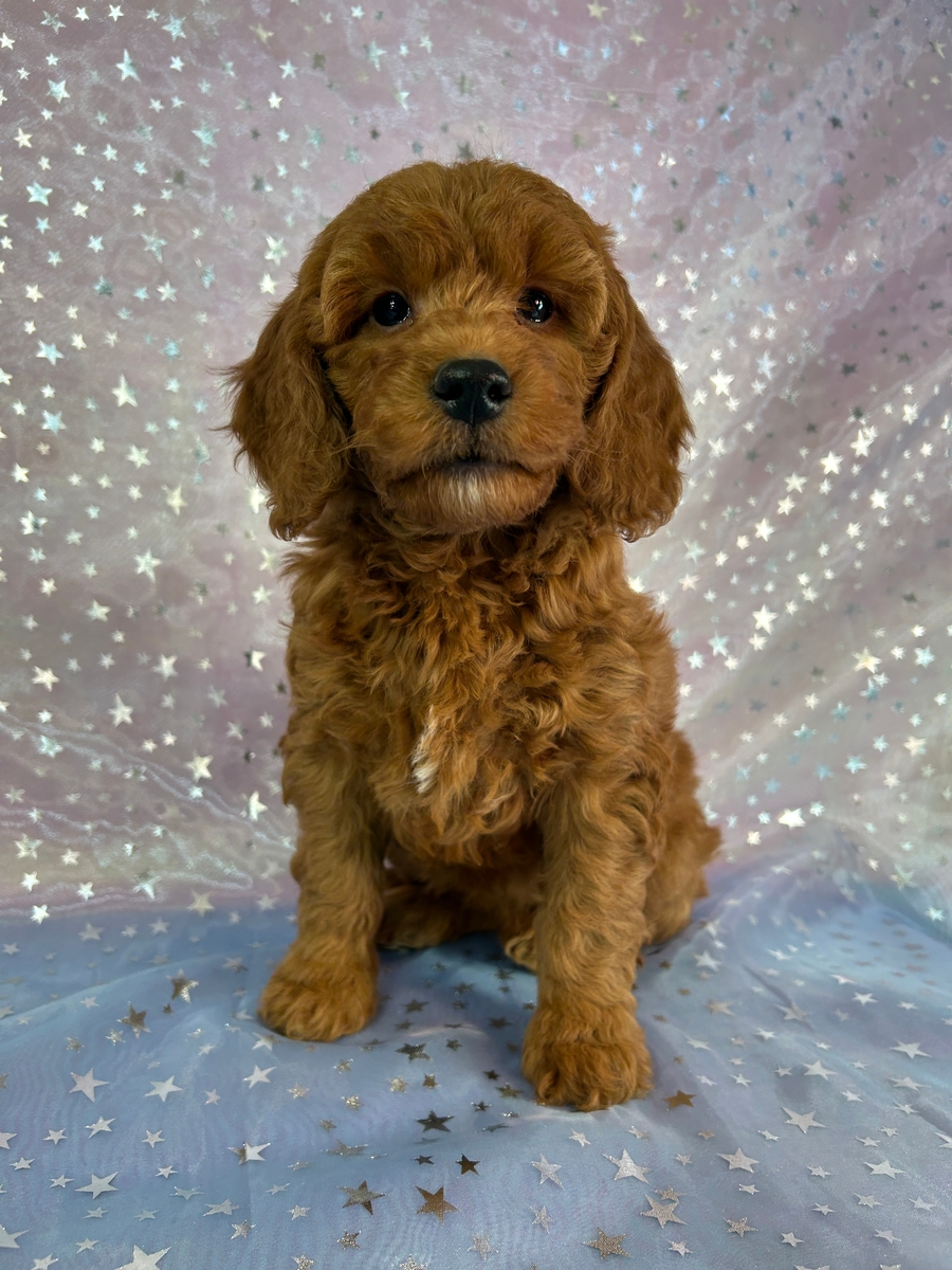 Male Miniature Goldendoodle Puppy for Sale DOB 9-16-2025 $1200